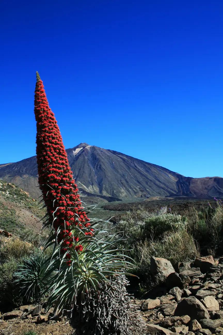 El Gigante Teide y la Joya Botánica de Canarias