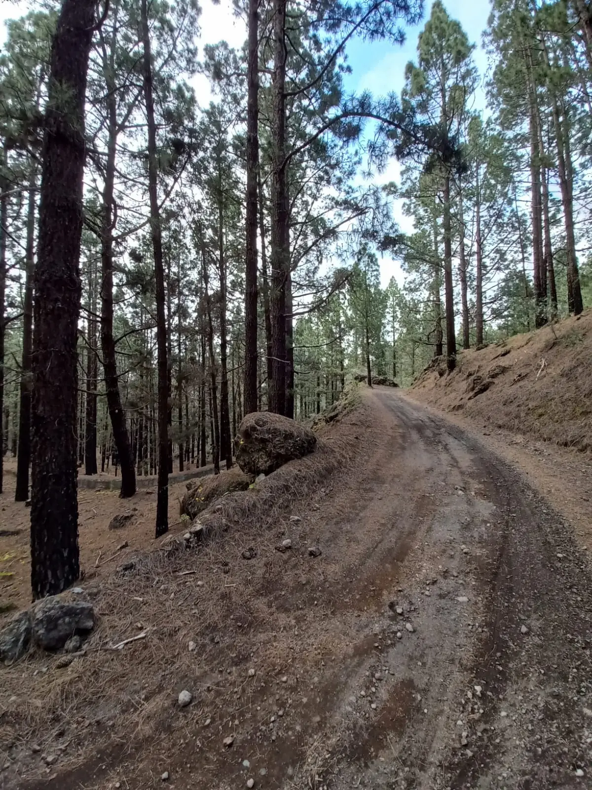 La Aventura entre Árboles Centenarios